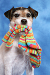 hundefotos parson_russell_terrier