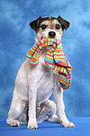 hundefotos parson_russell_terrier