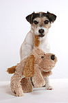 hundefotos parson_russell_terrier
