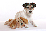 hundefotos parson_russell_terrier