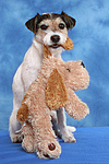 hundefotos parson_russell_terrier