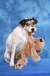 hundefotos parson_russell_terrier