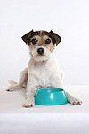 hundefotos parson_russell_terrier