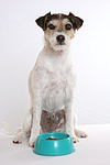 hundefotos parson_russell_terrier