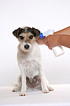 hundefotos parson_russell_terrier
