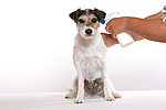 hundefotos parson_russell_terrier