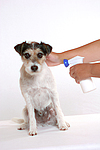 hundefotos parson_russell_terrier