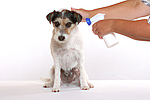 hundefotos parson_russell_terrier