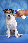 hundefotos parson_russell_terrier