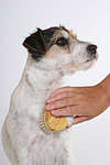 hundefotos parson_russell_terrier