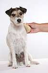 hundefotos parson_russell_terrier