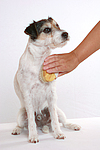hundefotos parson_russell_terrier