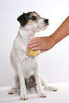 hundefotos parson_russell_terrier
