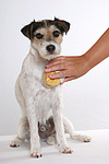 hundefotos parson_russell_terrier