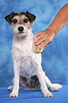 hundefotos parson_russell_terrier