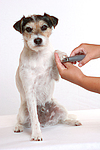 hundefotos parson_russell_terrier
