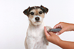 hundefotos parson_russell_terrier