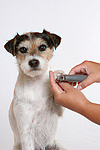 hundefotos parson_russell_terrier