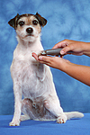hundefotos parson_russell_terrier
