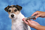 hundefotos parson_russell_terrier