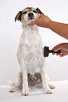 hundefotos parson_russell_terrier