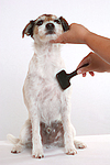 hundefotos parson_russell_terrier