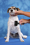 hundefotos parson_russell_terrier