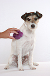 hundefotos parson_russell_terrier