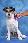 hundefotos parson_russell_terrier