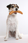 hundefotos parson_russell_terrier