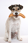 hundefotos parson_russell_terrier