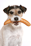 hundefotos parson_russell_terrier