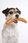 hundefotos parson_russell_terrier