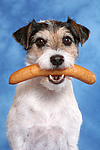 hundefotos parson_russell_terrier