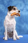 hundefotos parson_russell_terrier