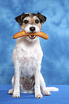 hundefotos parson_russell_terrier
