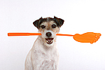 hundefotos parson_russell_terrier