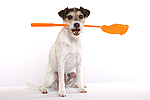 hundefotos parson_russell_terrier