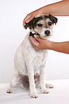 hundefotos parson_russell_terrier
