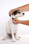 hundefotos parson_russell_terrier