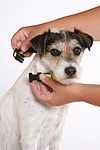 hundefotos parson_russell_terrier