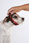 hundefotos parson_russell_terrier