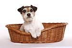 hundefotos parson_russell_terrier