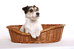 hundefotos parson_russell_terrier