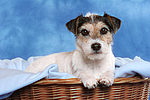 hundefotos parson_russell_terrier