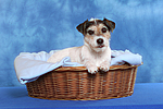 hundefotos parson_russell_terrier
