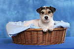 hundefotos parson_russell_terrier