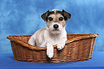hundefotos parson_russell_terrier