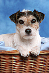 hundefotos parson_russell_terrier