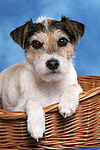 hundefotos parson_russell_terrier